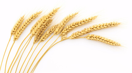 Whole cereal grain in sharp focus on plain backdrop, indicative of harvest.