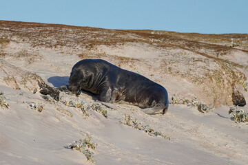 Naklejka premium Large male Southern Sea Lion (Otaria flavescens) hunting and catching a Magellanic penguin (Spheniscus magellanicus) on the coast of Falkland Islands.