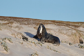 Large male Southern Sea Lion (Otaria flavescens) carrying a freshly caught Magellanic penguin...