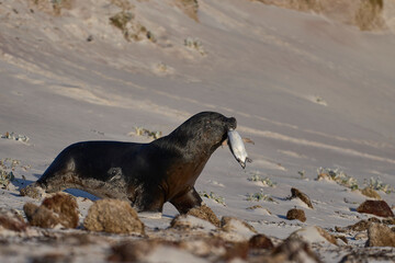 Large male Southern Sea Lion (Otaria flavescens) carrying a freshly caught Magellanic penguin...