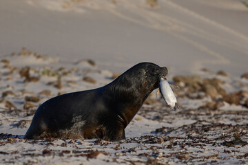 Large male Southern Sea Lion (Otaria flavescens) carrying a freshly caught Magellanic penguin...