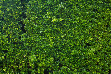 Leaf green, grass wall background and texture - obrazy, fototapety, plakaty