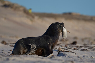 Large male Southern Sea Lion (Otaria flavescens) carrying a freshly caught Magellanic penguin...