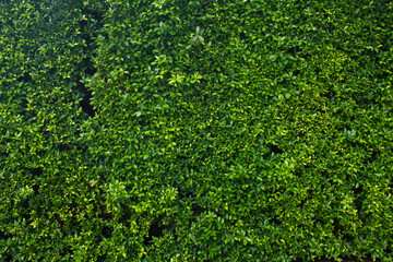 Green grass wall background