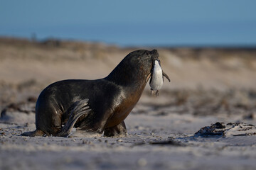Large male Southern Sea Lion (Otaria flavescens) carrying a freshly caught Magellanic penguin...