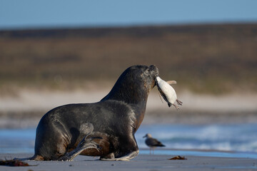 Large male Southern Sea Lion (Otaria flavescens) carrying a freshly caught Magellanic penguin...