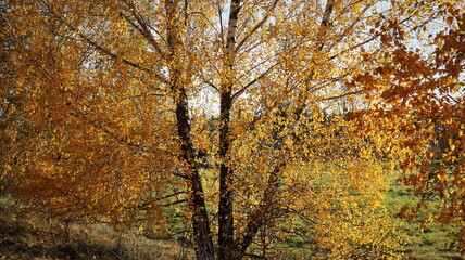 Fototapeta na wymiar willow tree in the autumn season with foliage changing color, changing the color of willow foliage in autumn