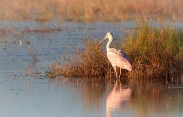 Birds of Florida the Roseate Spoonbill in Mangrove Swamp in Florida National Wildlife Reserve