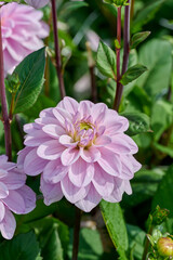 pink dahlia Sweet Surprise with green background