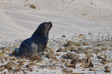 Fototapeta premium Large male Southern Sea Lion (Otaria flavescens) hunting penguins on the coast of Falkland Islands.