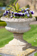 Garden pansies (viola x wittrockiana) in a concrete pot