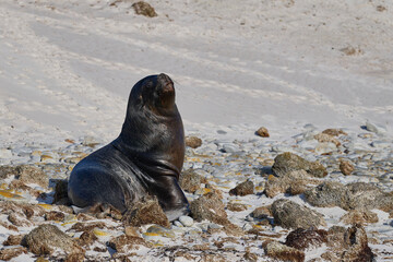 Large male Southern Sea Lion (Otaria flavescens) hunting penguins on the coast of Falkland Islands.