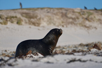 Large male Southern Sea Lion (Otaria flavescens) hunting penguins on the coast of Falkland Islands.