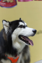cute Siberian Husky  dog with dog leash on the floor in the pet expo with people foots