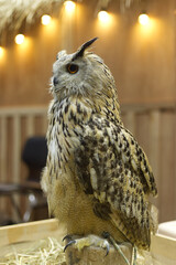 great horned owl perched on a branch in the box show