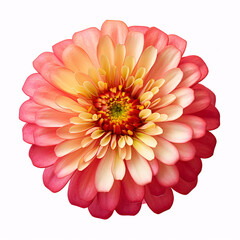 Fototapeta premium An isolated Zinnia bloom, transparent on a pristine white backdrop, is depicted in artistic botany.