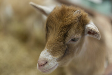 Fototapeta premium baby goat in the show cage display barn straw farm in the pet expo