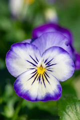 Macro shot of a rocky Purple Picotee viola flower in bloom