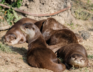 Family of otters rests during a hot summer day.