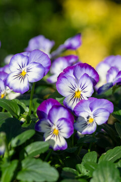 Rocky Purple Picotee viola flowers in bloom
