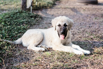 Great Pyrenees and Anatolian Shepherd puppy mix full body view 