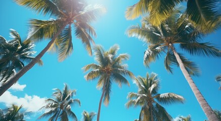 Fototapeta na wymiar a view of trees from below to a blue sky palm trees