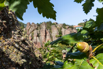 Red Belogradchik rock formation behind the Oak tree with acorn at a side and a blue sky in the...