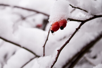 Closeup of rose hip with water drop showing under the snow. 