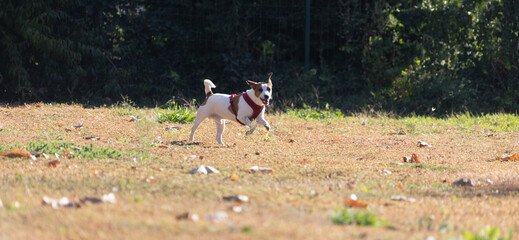 Portrait of a Jack Russell Terrier outdoors. Happy Jack Russell dog playing in the park. Cute agile...