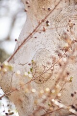 close up of leaves