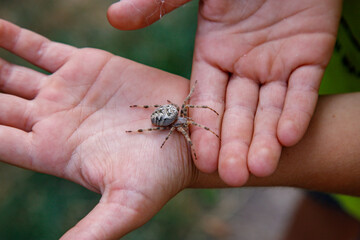 Spider is sitting on persons hand with blurry background