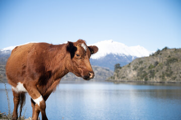 Cow on the road in Patagonia