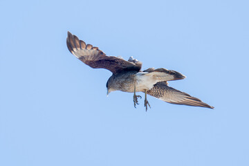 osprey in flight