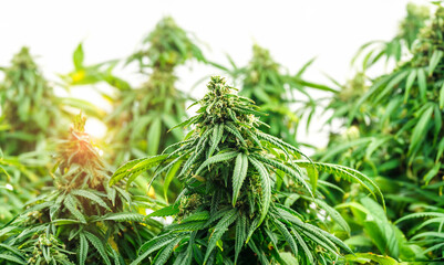 Branches of Medical Marijuana with flower bud sites Cannabis cultivation