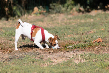 Naklejka na ściany i meble Portrait of a Jack Russell Terrier outdoors. Happy Jack Russell dog playing in the park. Cute agile active dog walking on green grass in the park on a summer day