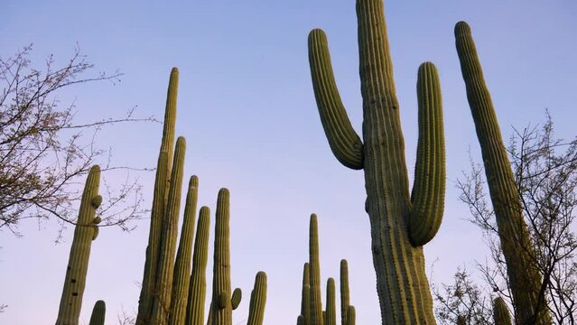 Variety of cacti from a low-angle perspective with a wide-angle lens in a purple sunset (Zapotitlán Salinas, Mexico).