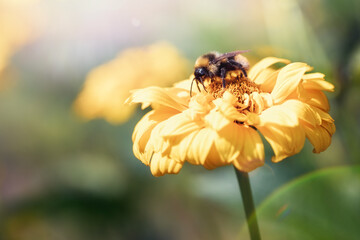 Bumblebee sucking nectar. The shaggy bumblebee sits on a yellow flower.