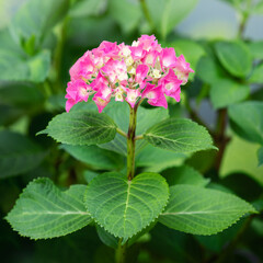 Square photo of pink (hydrangea macrophylla) or hortensia summer bloom