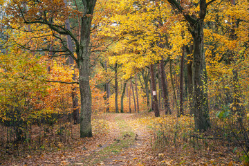 Piękna polska złota jesień w parku narodowym. Ścieżka w jesiennym polskim lesie - obrazy, fototapety, plakaty