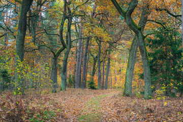 Piękna polska złota jesień w parku narodowym. Ścieżka w jesiennym polskim lesie - obrazy, fototapety, plakaty