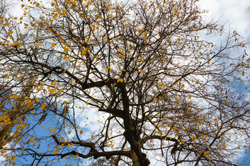 Tall tree with yellow leaves against a blue sky