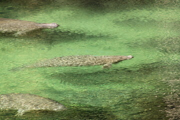 Manatees
