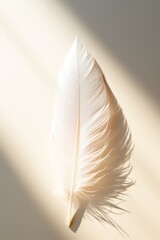 Closeup of a white feather