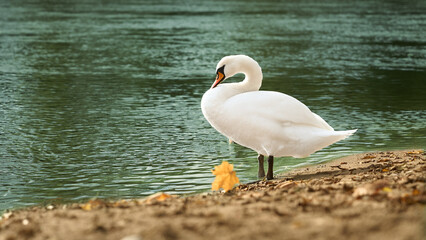 A tranquil scene of a white swan in a peaceful, sleeping position on a sandy riverbank with autumn colors in the background