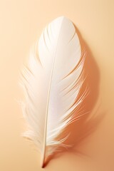 Closeup of a feather, yellow background