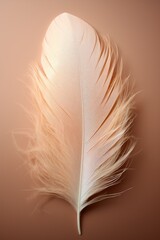 Closeup of a feather