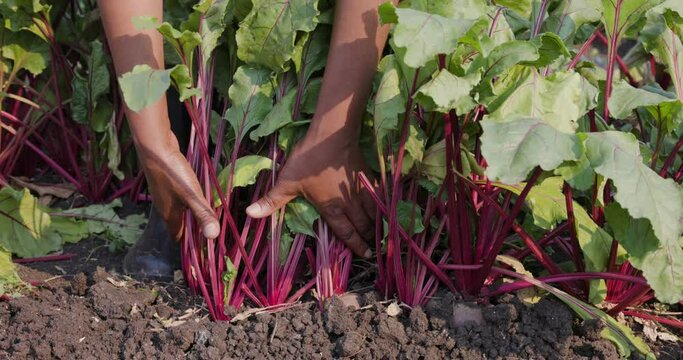Slow motion cropped view. Black farmers hands pulling fresh beetroots out the ground