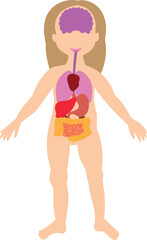 My body, educational anatomy body organ illustration for kids. Cute cartoon little human isolated vector on white background.