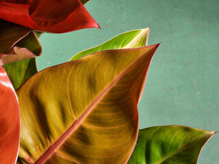 Philodendron. Philodendron prince of orange. Philodendron leaves