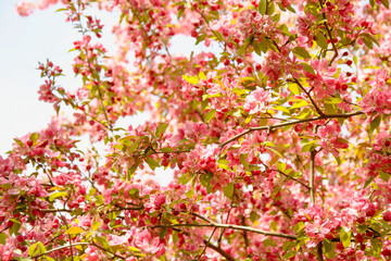 Beautiful cherry blossoms in a beautiful spring park